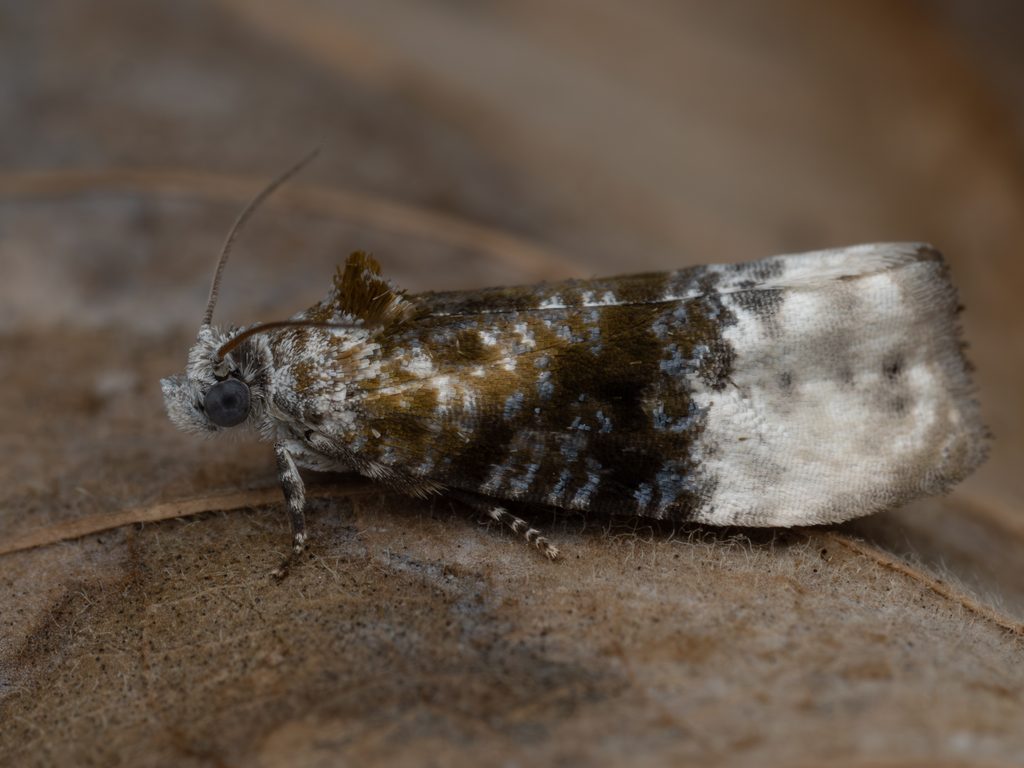 グミオオウスツマヒメハマキ（Hedya auricristana (Walsingham, 1900)）の写真