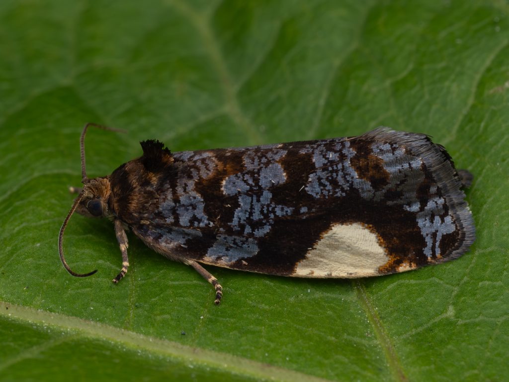 シロモンヒメハマキ（Hedya dimidiana (Clerck, 1759)）の写真