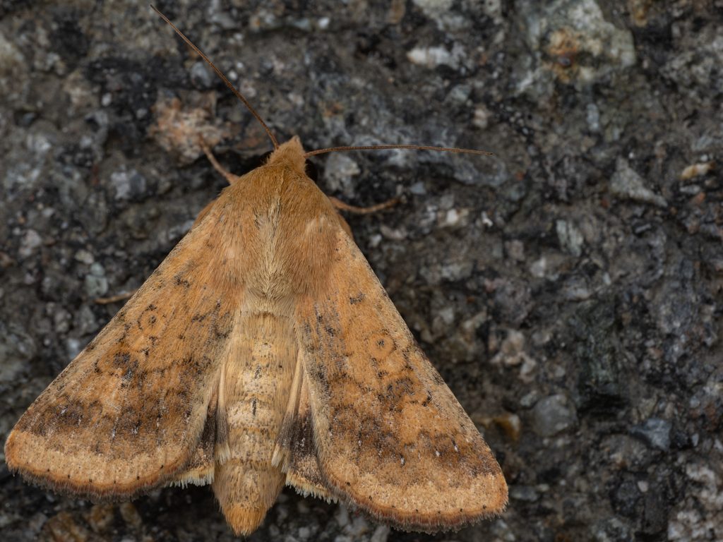 Helicoverpa armigera (Hübner, 1808) photograph