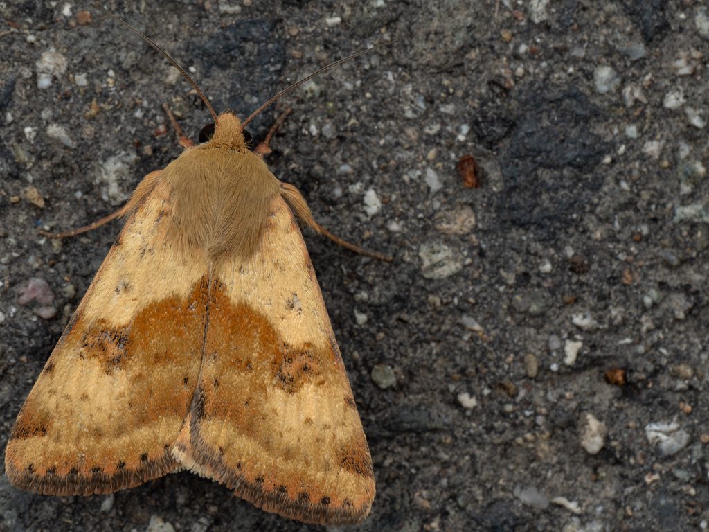 ツメクサガ（Heliothis maritima Graslin, 1855）の写真