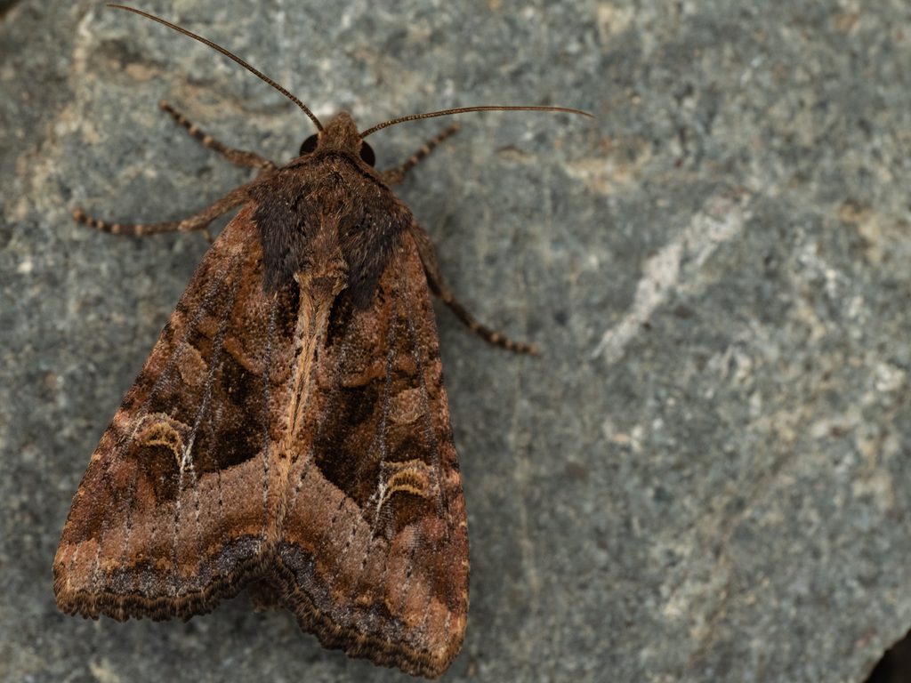 Helotropha leucostigma (Hübner, 1808) photograph