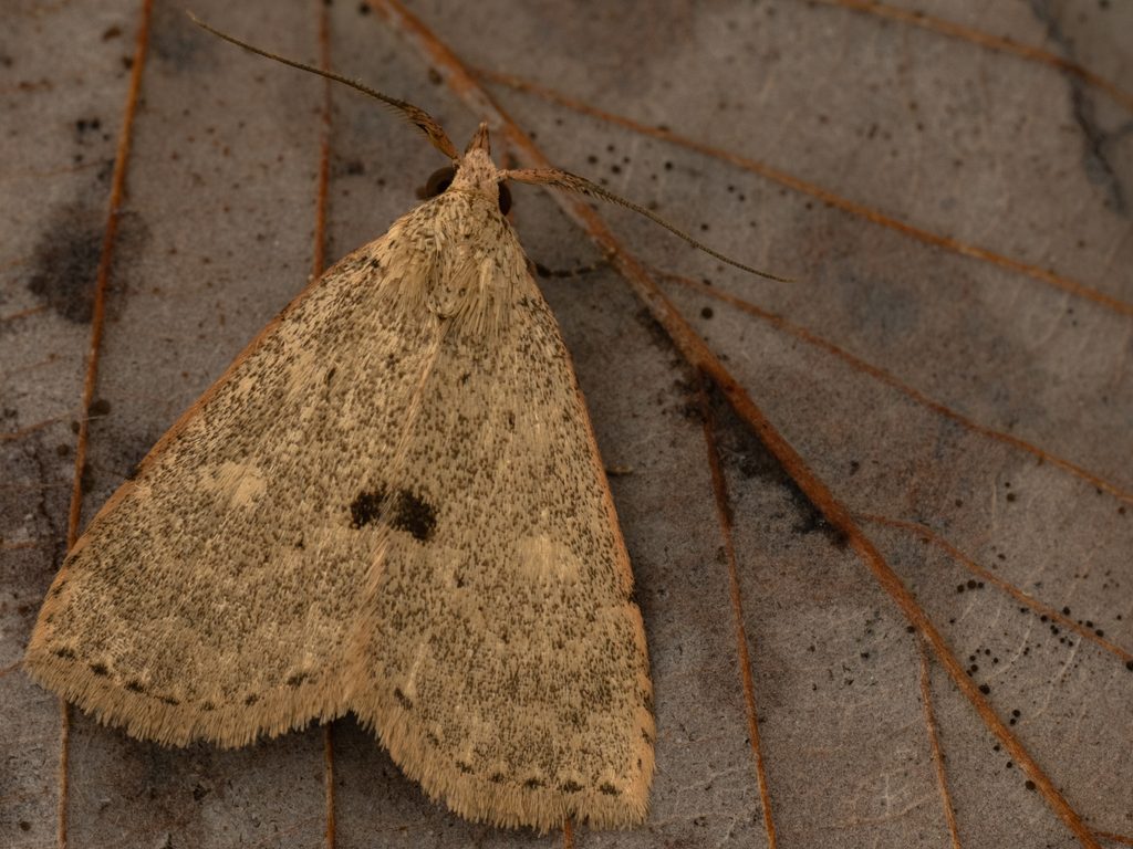 アトヘリヒトホシアツバ（Gesonia fallax (Butler, 1879)）の写真