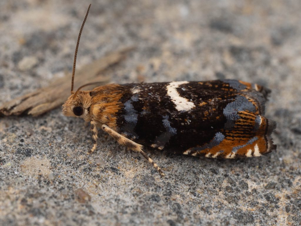 オオツマキクロヒメハマキ（Hendecaneura impar Walsingham, 1900）の写真