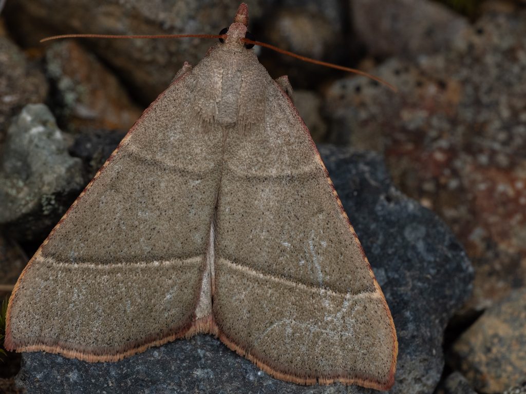 Herculia orthogramma Inoue, 1960 photograph