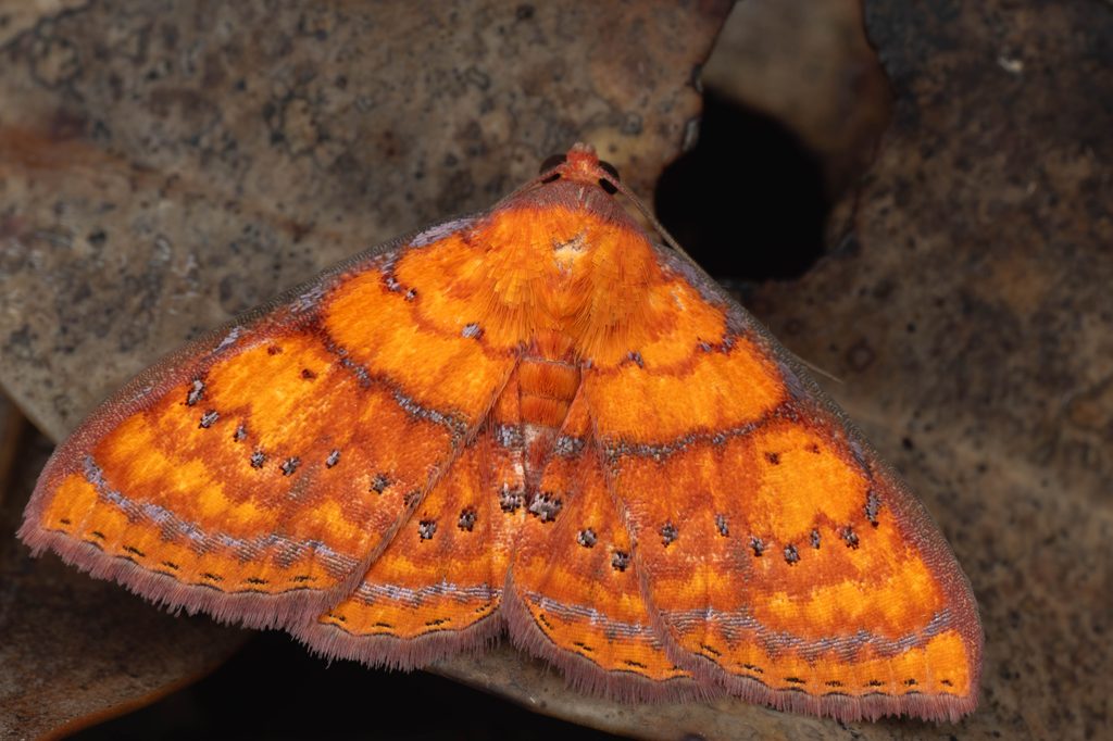 ニジオビベニアツバ（Homodes vivida (Guenée, 1852)）の写真
