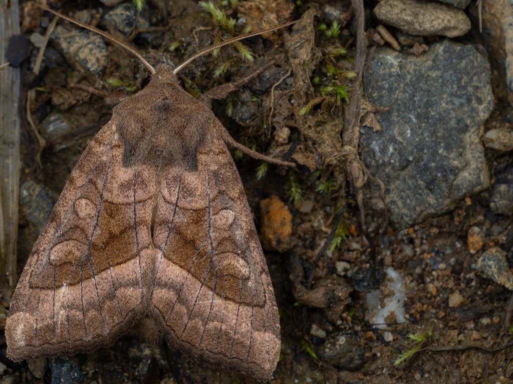 フキヨトウ（Hydraecia petasitis Doubleday, 1847）の写真