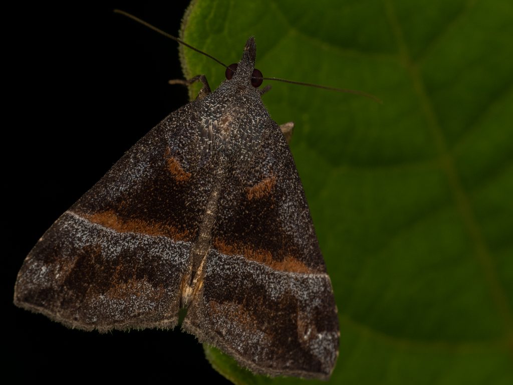 クロキシタアツバ（Hypena amica (Butler, 1878)）の写真