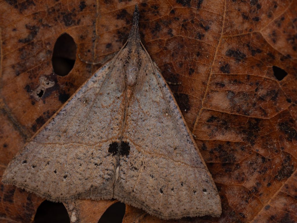 Hypena strigata (Fabricius, 1775) photograph