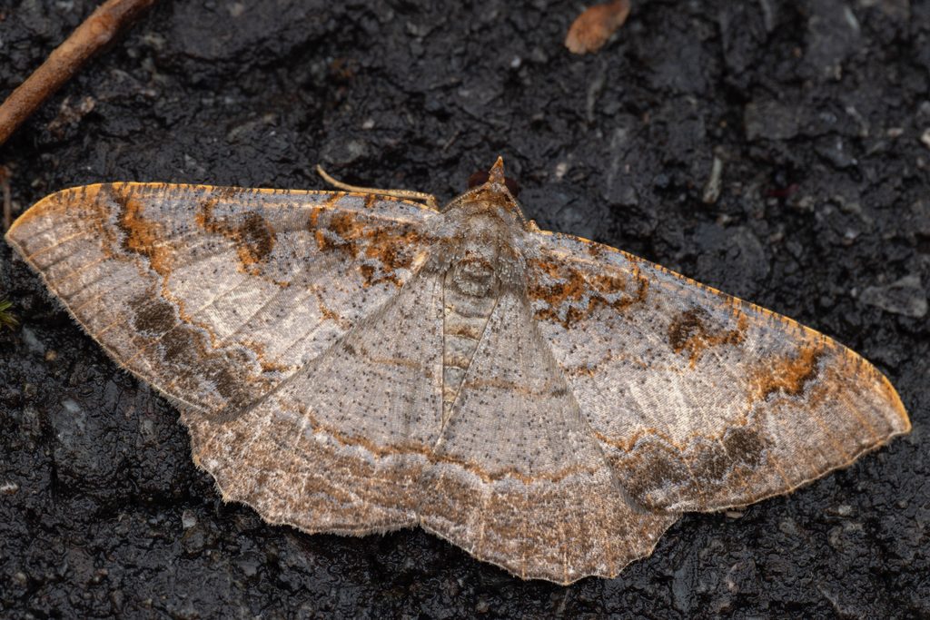 ウラキトガリエダシャク（Hypephyra terrosa Butler, 1889）の写真