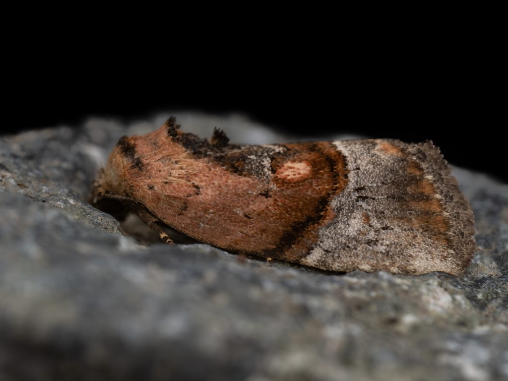 モンキコヤガ（Hyperstrotia flavipuncta (Leech, 1889)）の写真