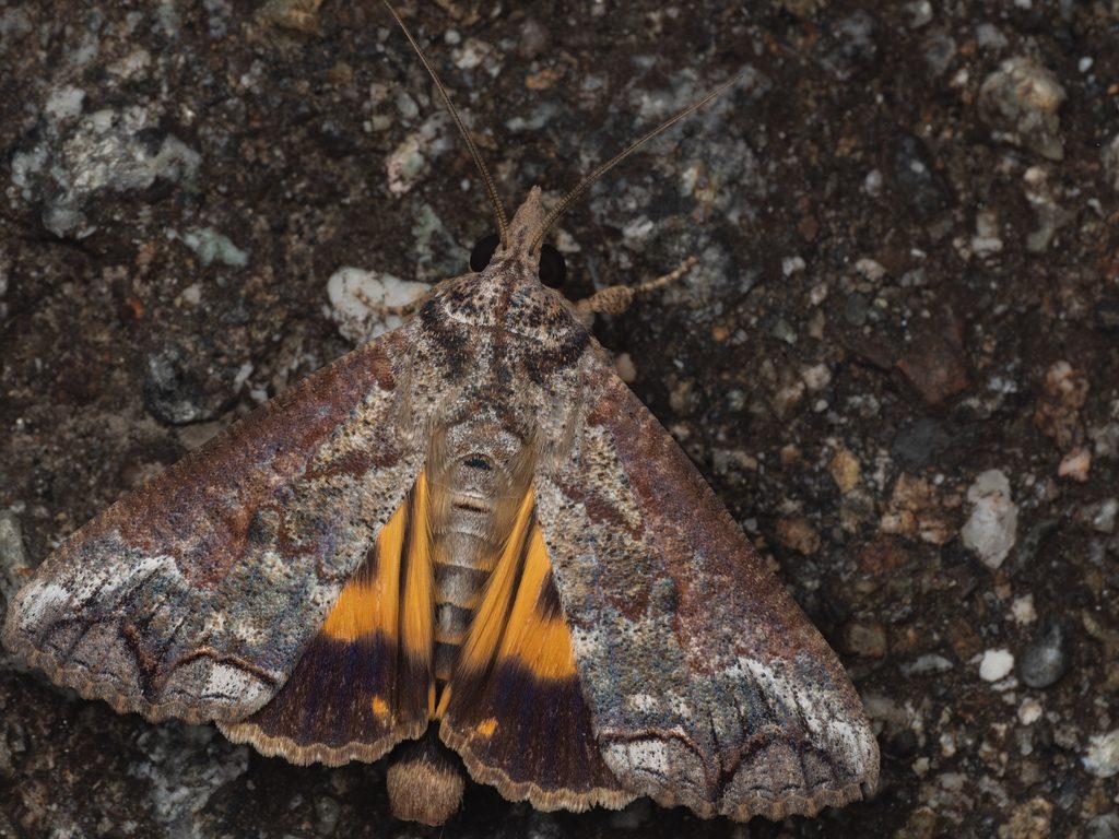 ムーアキシタクチバ（Hypocala deflorata (Fabricius, 1794)）の写真