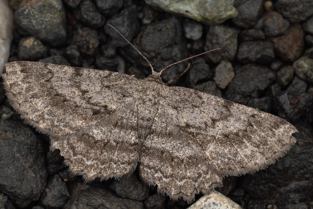 フトオビエダシャク（Hypomecis crassestrigata (Christoph, 1881)）の写真
