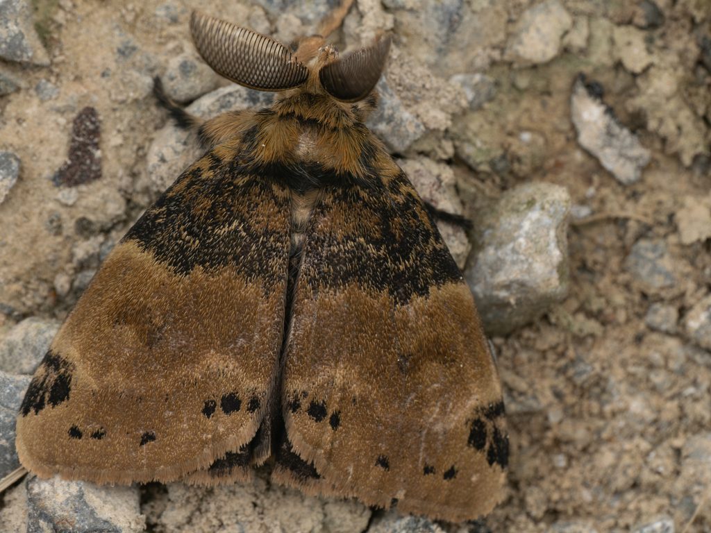 ブドウドクガ（Ilema eurydice (Butler, 1880)）の写真