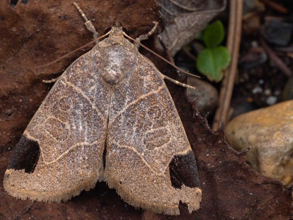 Imosca coreana (Matsumura, 1926) photograph