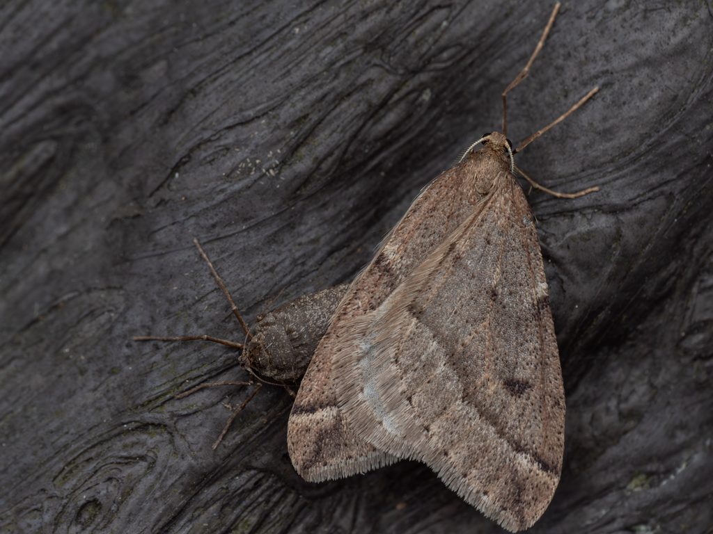 ウスバフユシャク（Inurois fletcheri Inoue, 1954）の写真