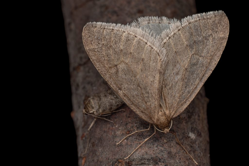 ウスモンフユシャク（Inurois fumosa (Inoue, 1944)）の写真