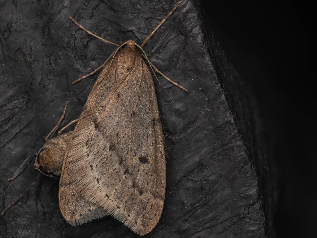 Inurois membranaria (Christoph, 1881) photograph