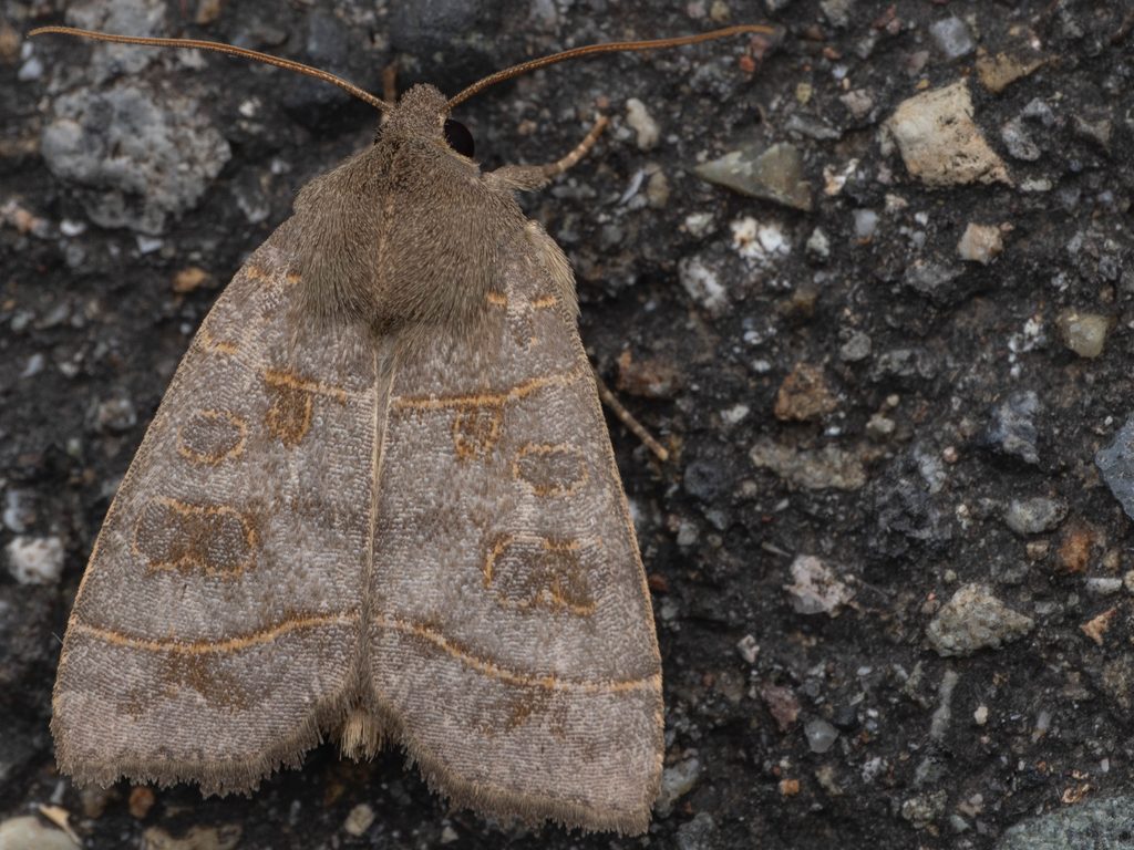 ドロキリガ（Ipimorpha subtusa (Denis & Schiffermüller, 1775)）の写真