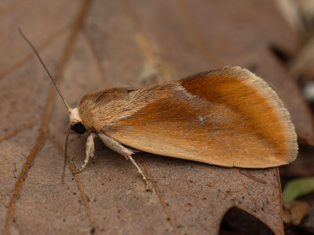 マエキリンガ（Iragaodes nobilis (Staudinger, 1887)）の写真