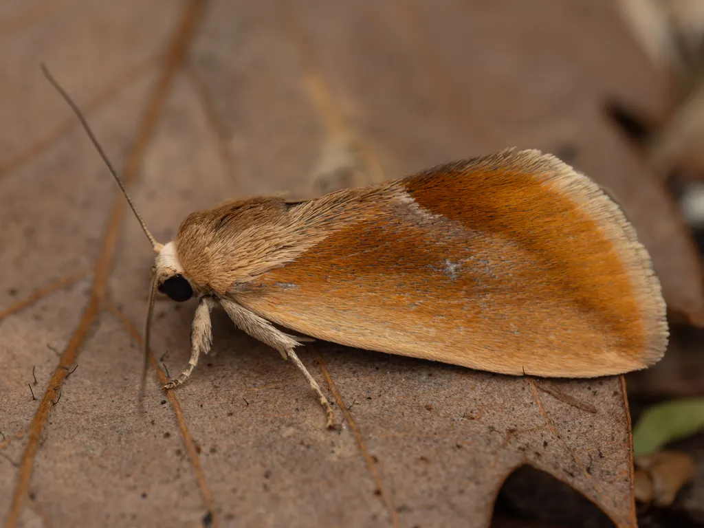 Iragaodes nobilis (Staudinger, 1887) photograph