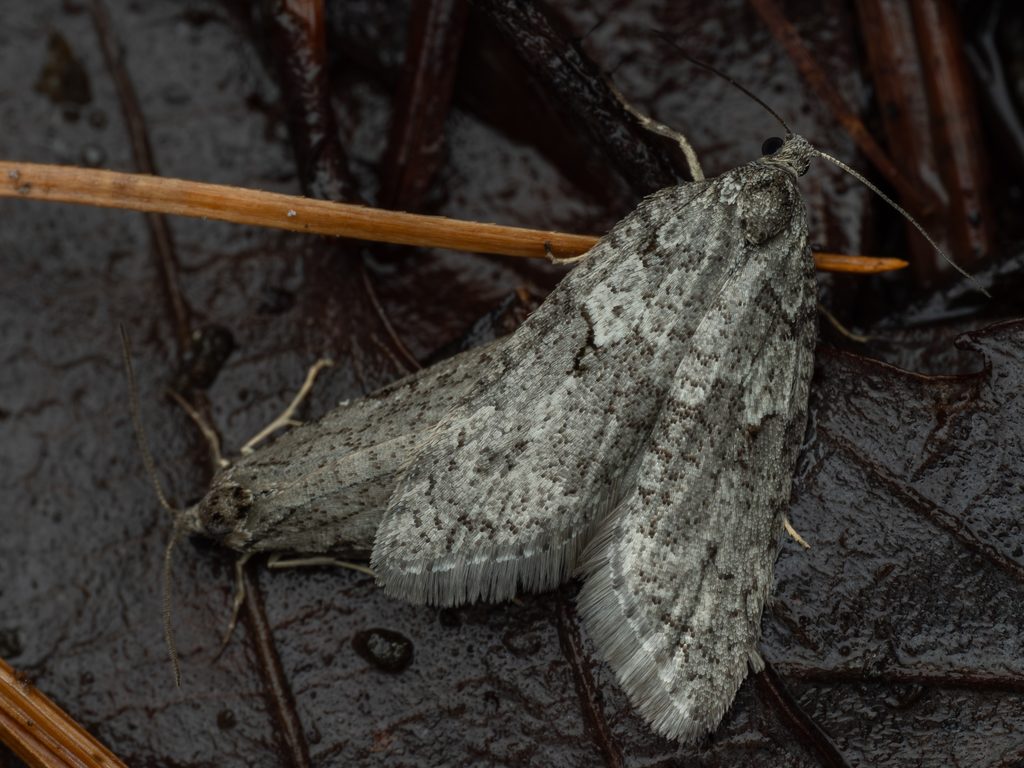 ハイイロフユハマキ（Kawabeia razowskii (Kawabe, 1963)）の写真