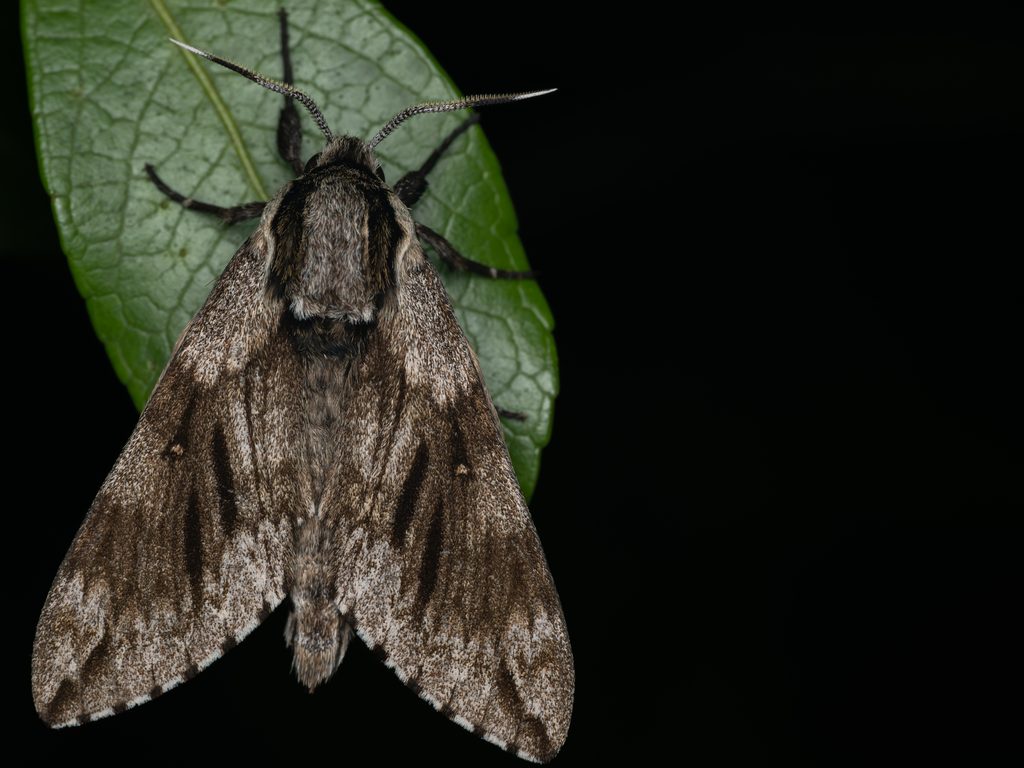 クロテンケンモンスズメ（Kentrochrysalis consimilis Rothschild & Jordan, 1903）の写真