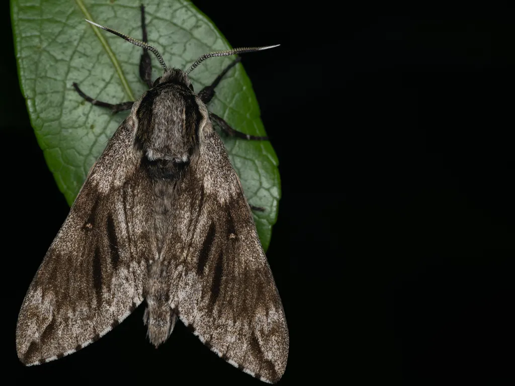 Kentrochrysalis consimilis Rothschild & Jordan, 1903 photograph