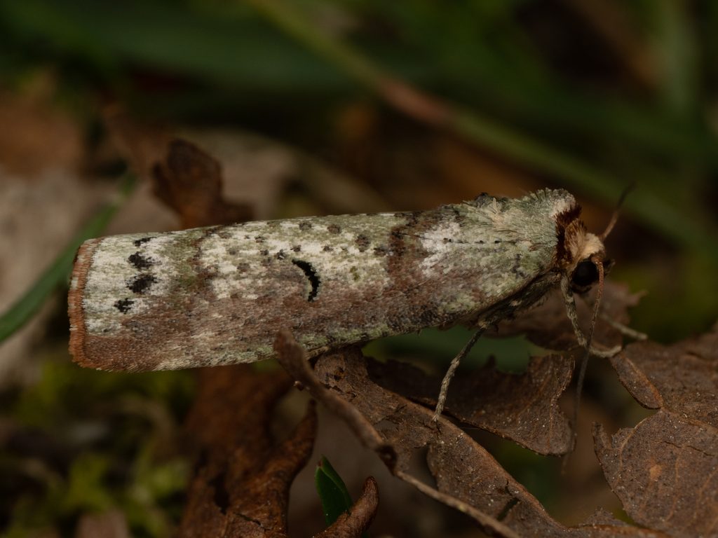 Kerala decipiens (Butler, 1879) photograph