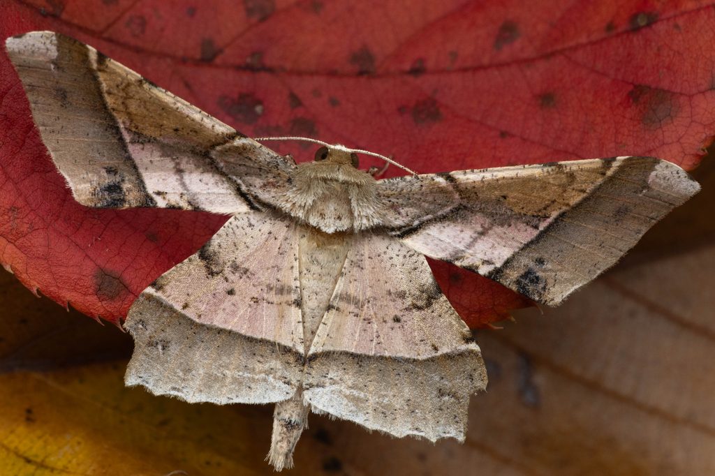 ツマジロエダシャク（Krananda latimarginaria Leech, 1891）の写真