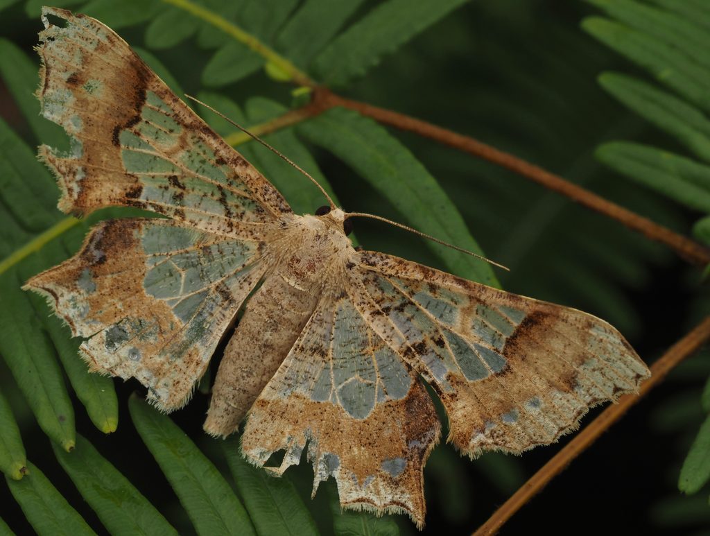 Krananda semihyalina Moore, 1868 photograph