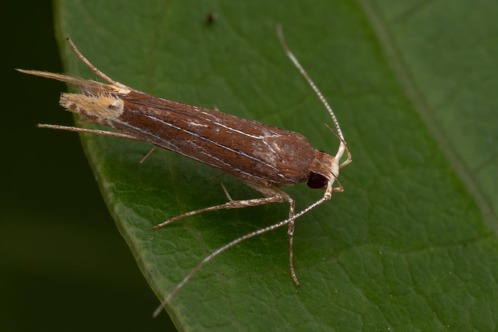 ツマキトガリホソガ（Labdia citracma (Meyrick, 1915)）の写真