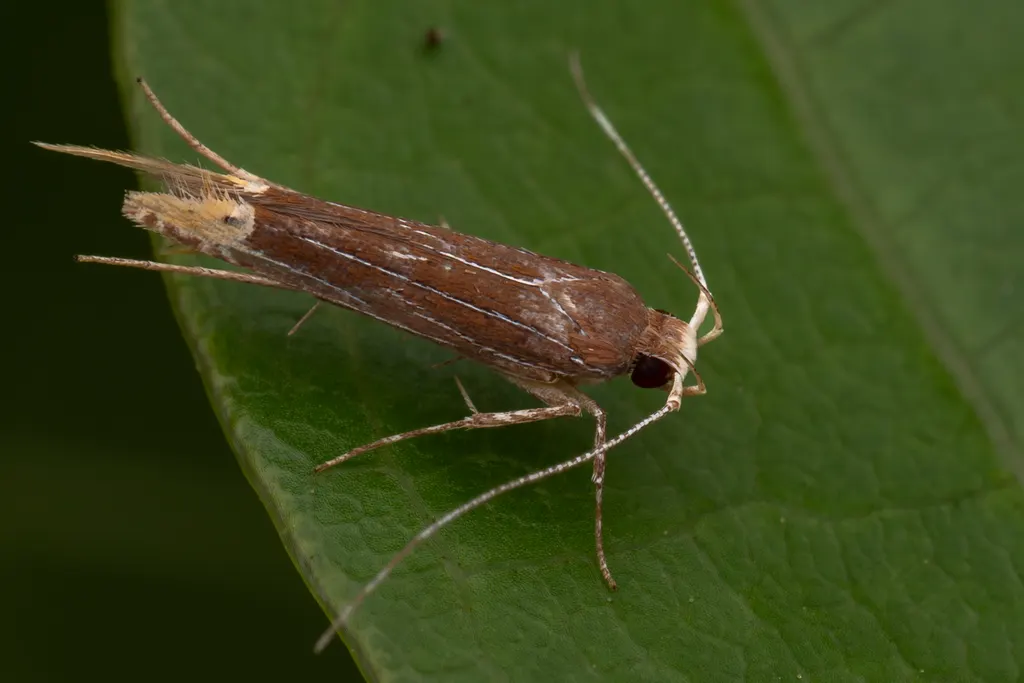 Labdia citracma (Meyrick, 1915) photograph