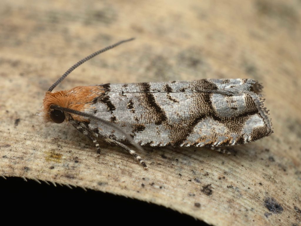 Labdia semicoccinea (Stainton, 1859) photograph