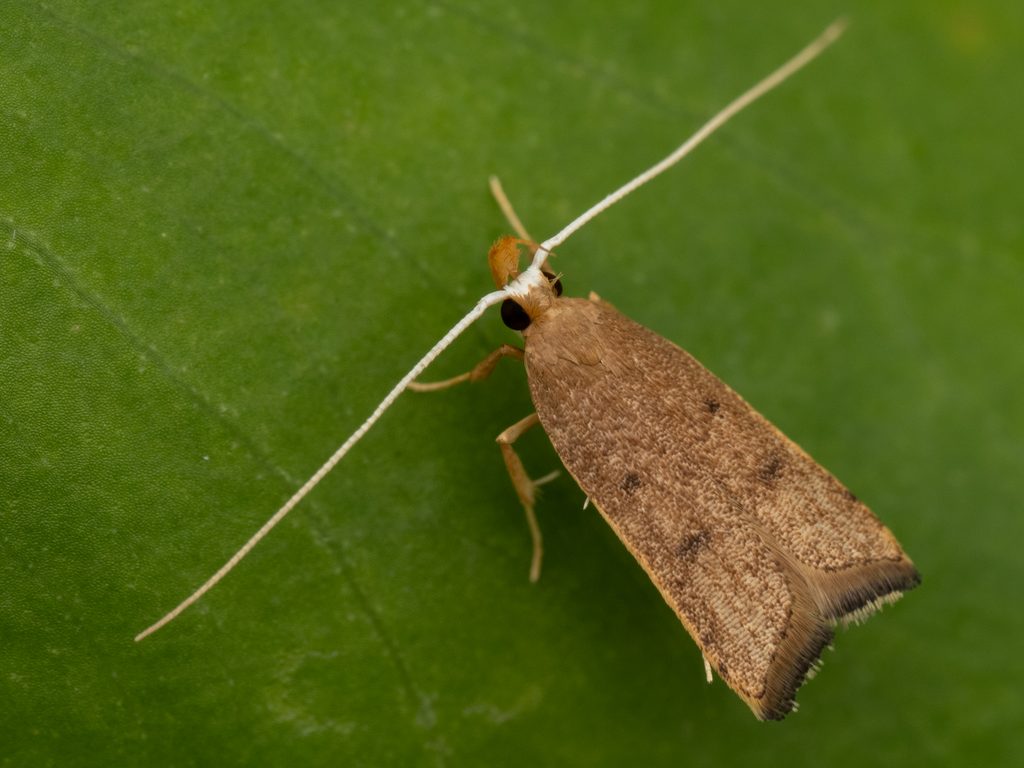 Lecitholaxa thiodora (Meyrick, 1914) photograph