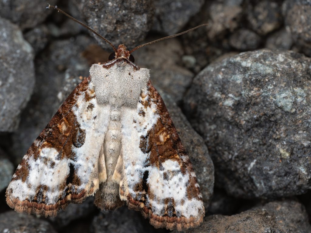 コマエアカシロヨトウ（Leucapamea askoldis (Oberthür, 1880)）の写真