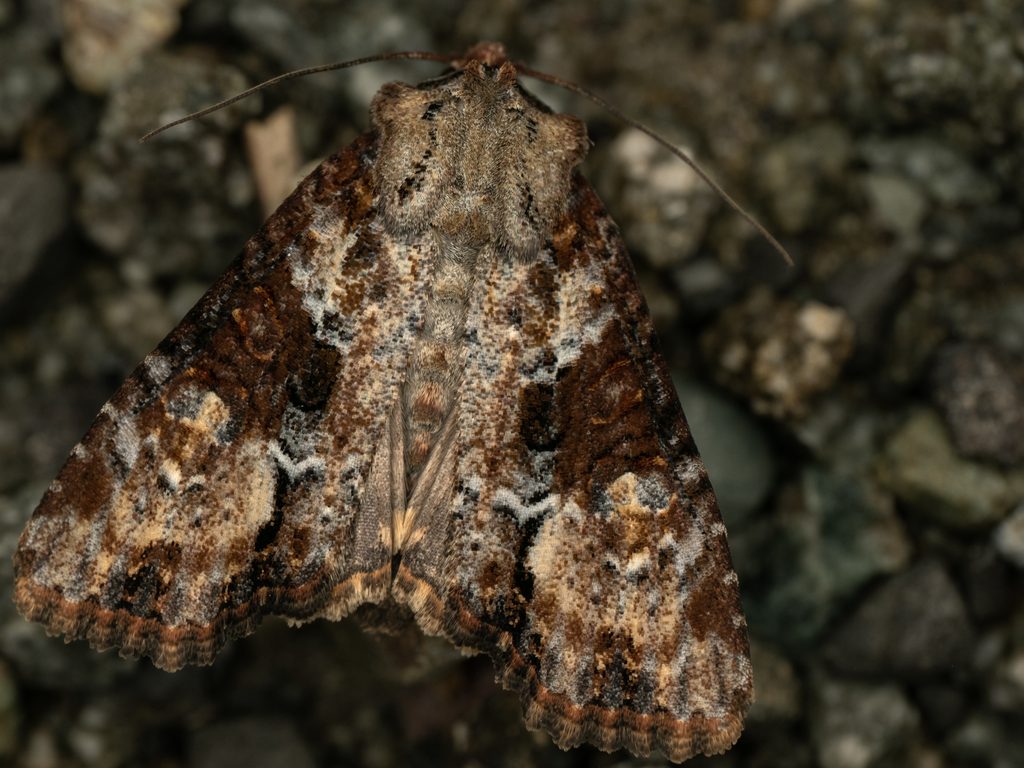 マエアカシロヨトウ（Leucapamea kawadai (Sugi, 1955)）の写真