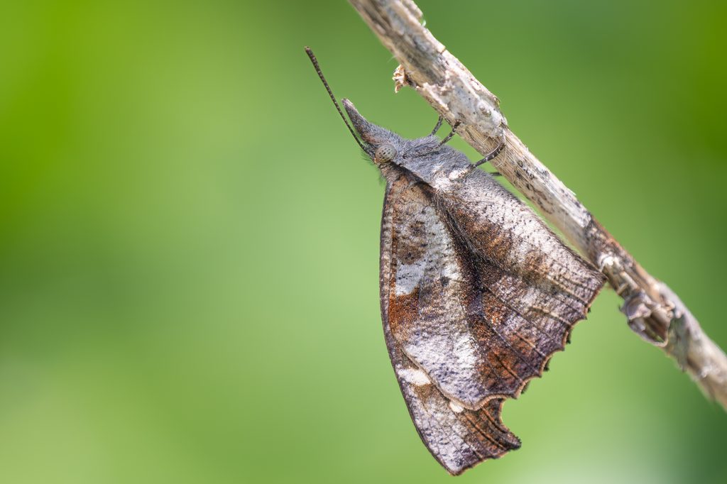 テングチョウ（Libythea lepita Moore, 1858）の写真