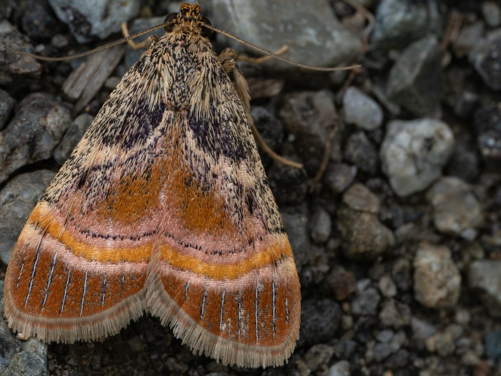 Lista ficki (Christoph, 1881) photograph