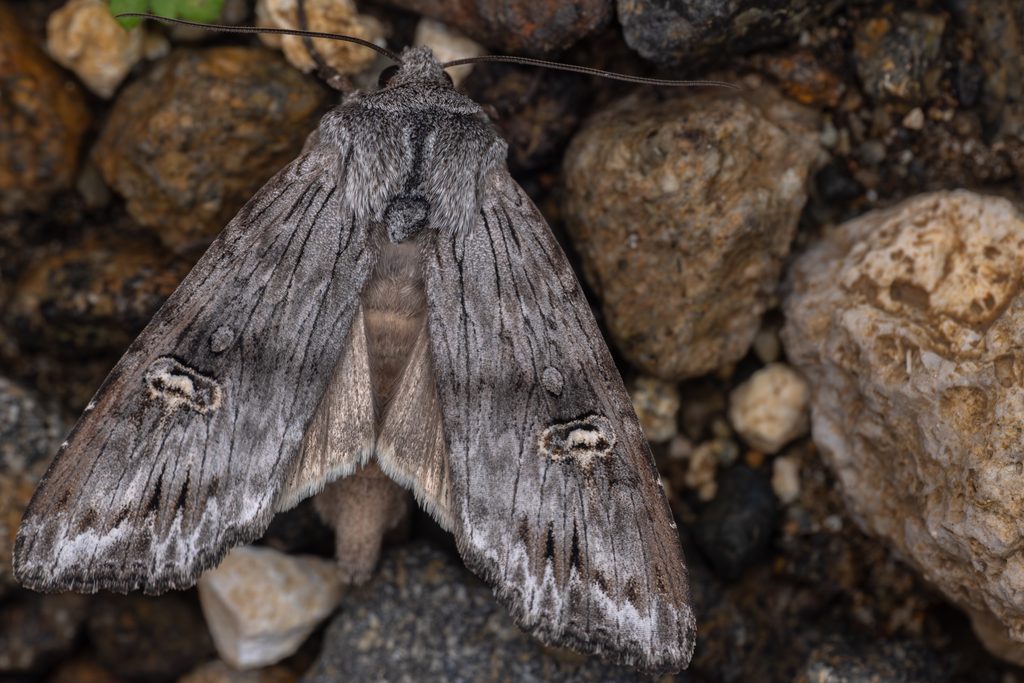 Lithomoia solidaginis (Hübner, 1803) photograph