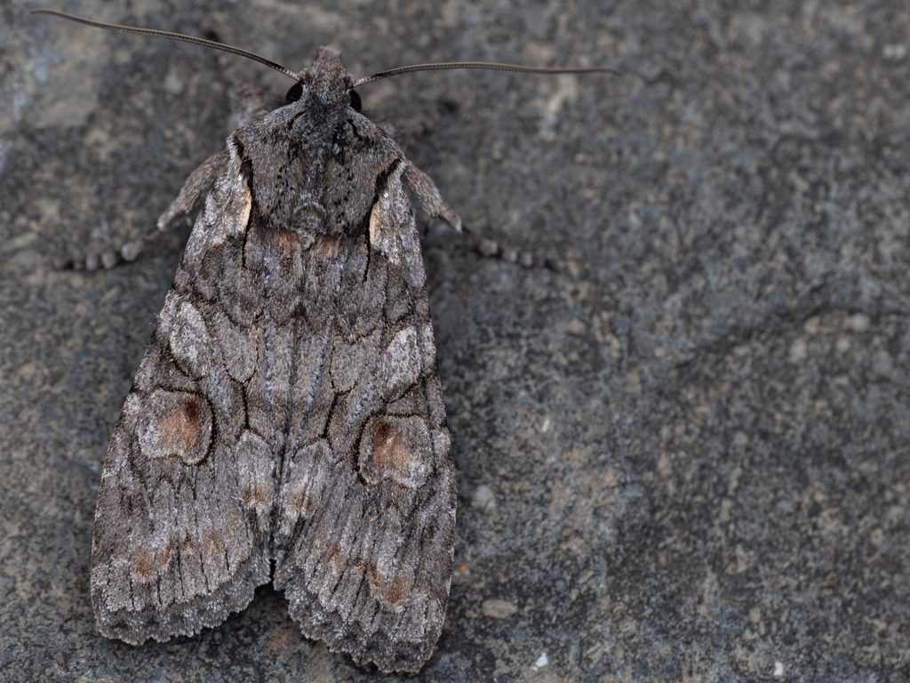 Lithophane consocia (Borkhausen, 1792) photograph