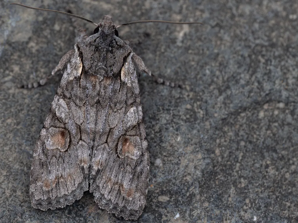 Lithophane consocia (Borkhausen, 1792) photograph