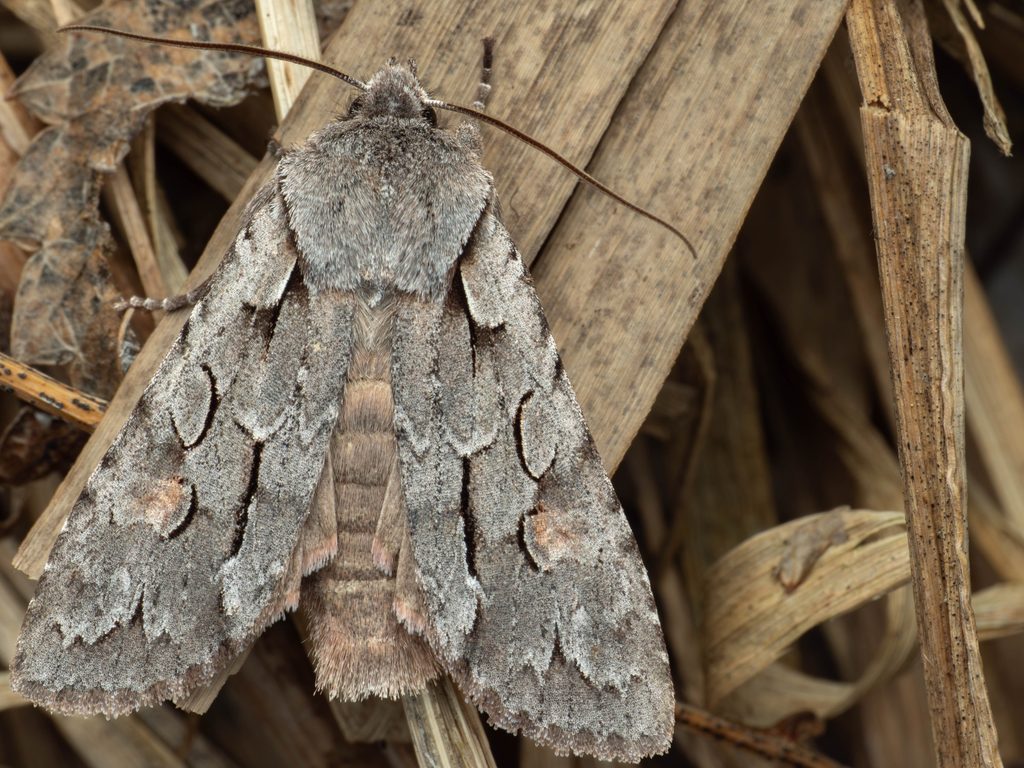 クモガタキリガ（Lithophane lamda (Fabricius, 1787)）の写真