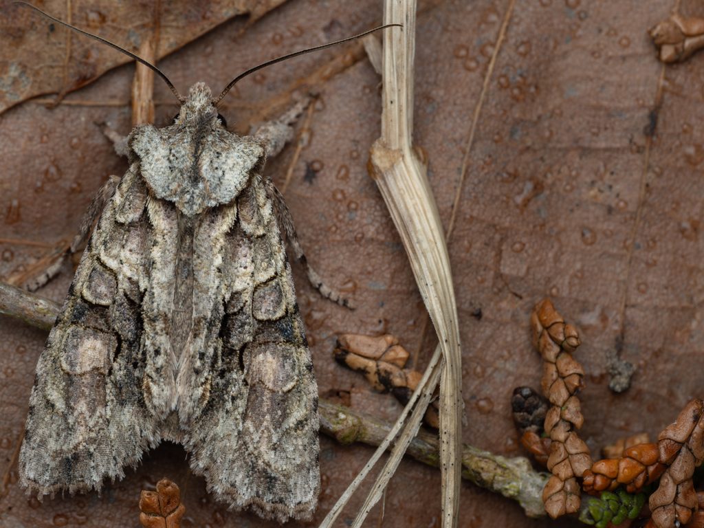 Lithophane nagaii Sugi, 1958 photograph