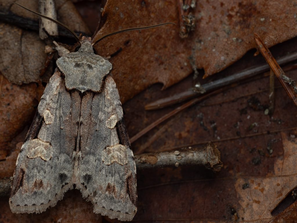 モンハイイロキリガ（Lithophane plumbealis (Matsumura, 1926)）の写真