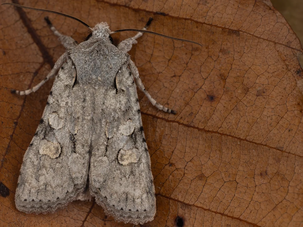 Lithophane plumbeolimbata photograph