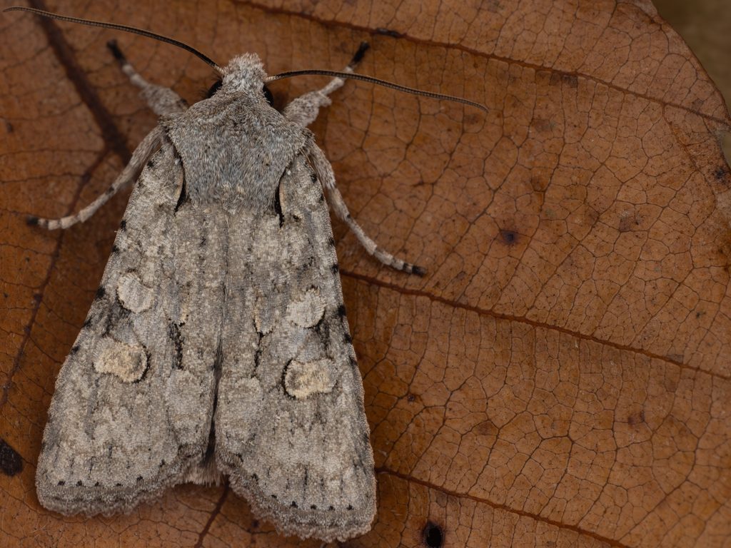 カシワキボシキリガ（Lithophane pruinosa (Butler, 1878)）の写真