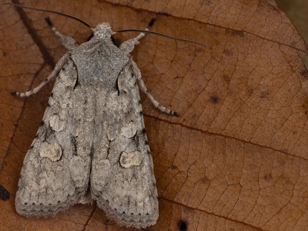 Lithophane pruinosa (Butler, 1878) photograph