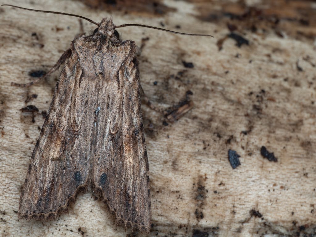 カタハリキリガ（Lithophane rosinae (Püngeler, 1906)）の写真