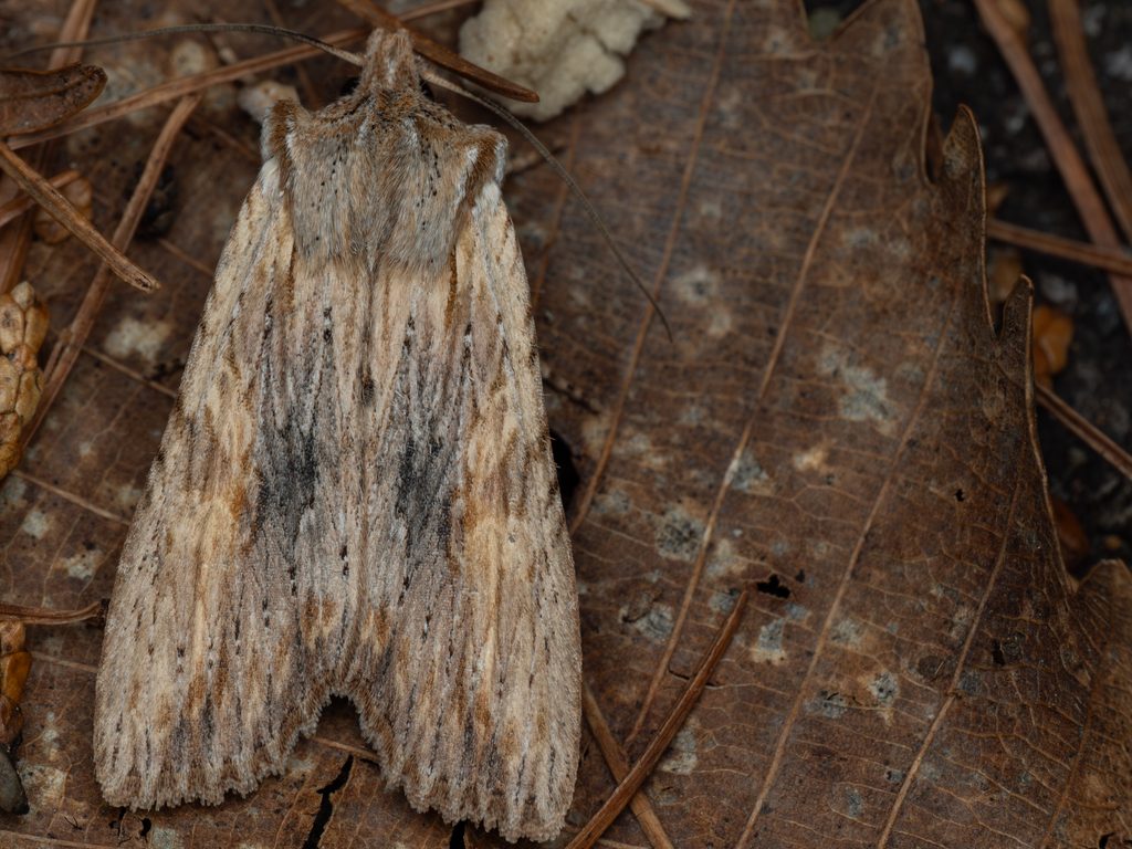ナカグロホソキリガ（Lithophane socia (Hufnagel, 1766)）の写真