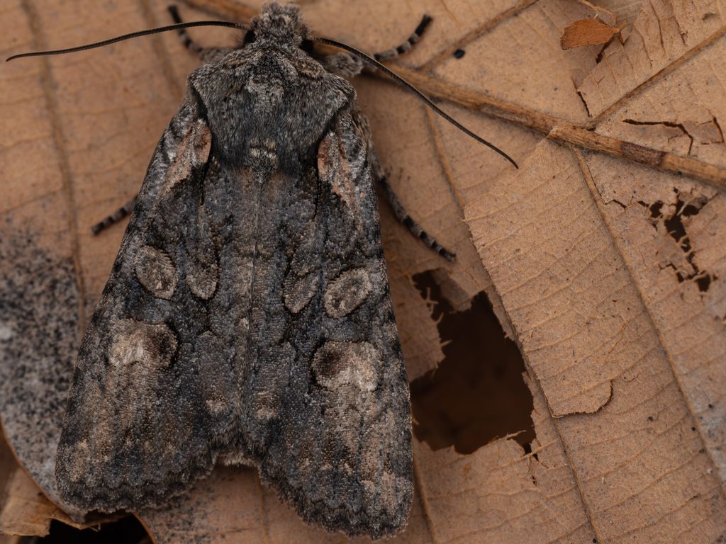 ハンノキリガ（Lithophane ustulata (Butler, 1878)）の写真